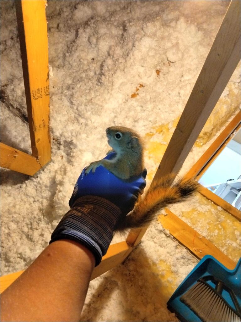 Wildlife Removal Heath