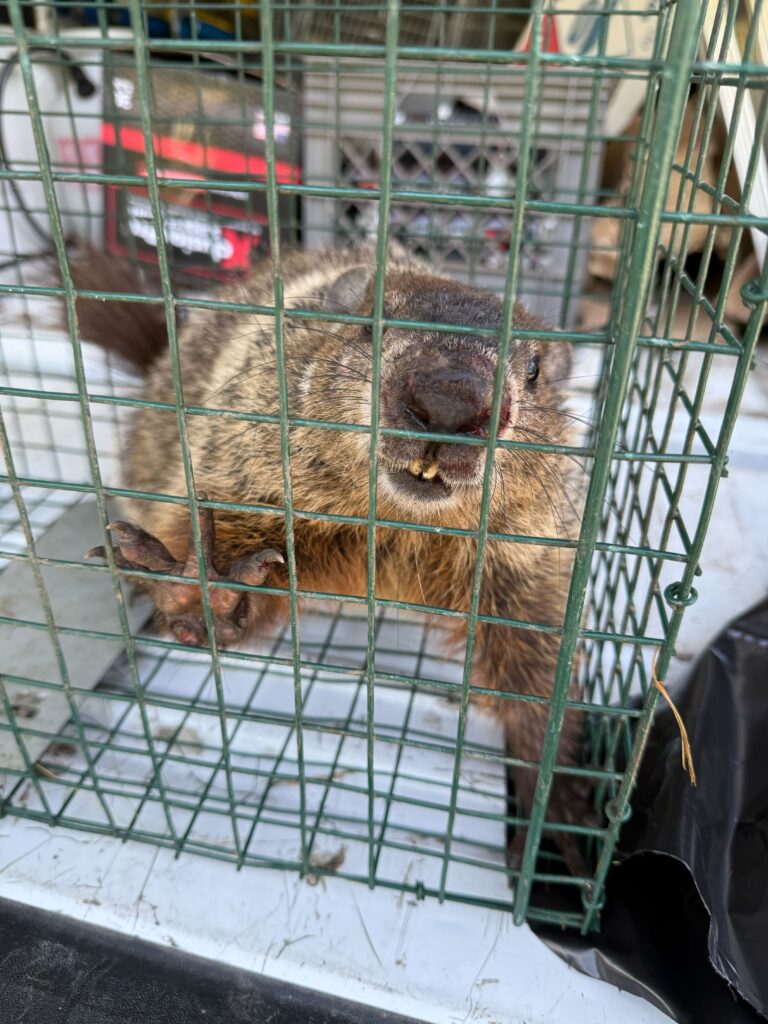 Wildlife Removal Heath