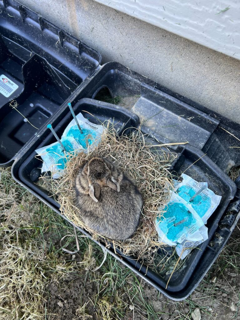 Wildlife Removal Heath