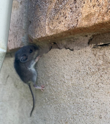 Wildlife Removal Heath